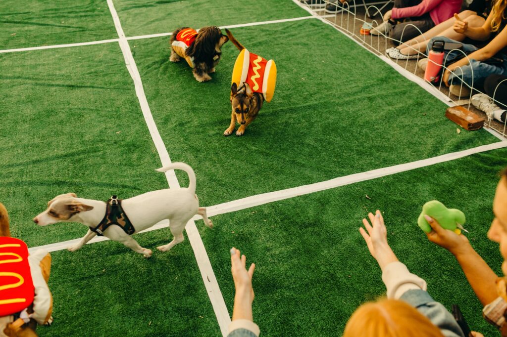 dachshund winning a hot dog wiener race in Philadelphia