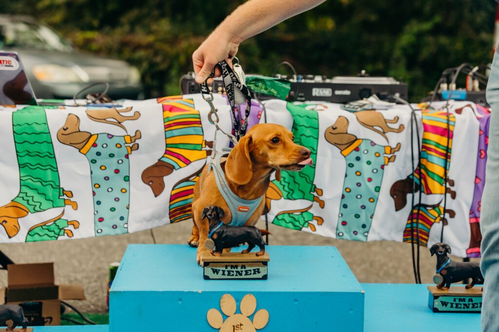 Lucky's Great Wiener Race winner follow up for 2026