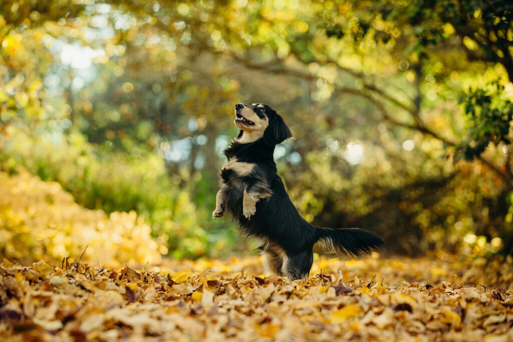 pet dachshund standing on his hind legs during a lifestyle fall pet photoshoot in Philadelphia