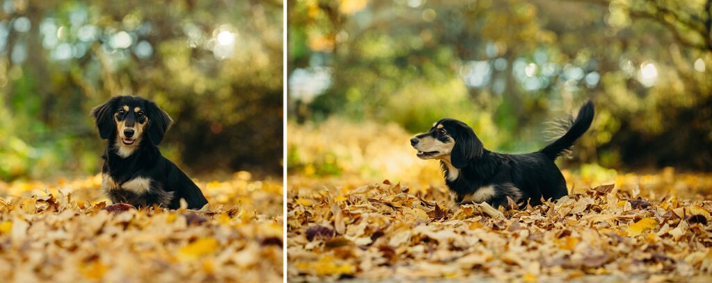 lifestyle fall pet photoshoot in Philly